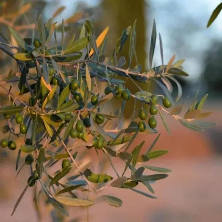 In Tuscany With Pool And Scenic Views Casole dʼElsa
